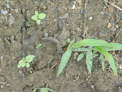 Rhinella horribilis