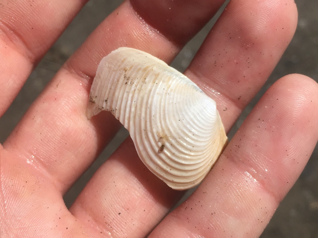 channeled duckclam