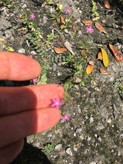 Centaurium pulchellum