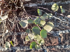 Capparis orientalis