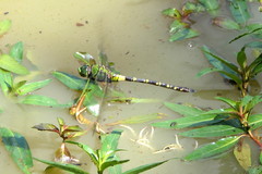 Anax tristis
