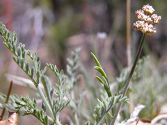 Lomatium nevadense parishii