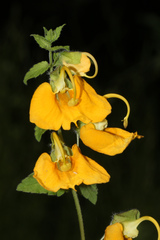 Rhynchocorys orientalis