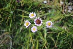 Erigeron uniflorus