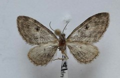 Eupithecia lariciata