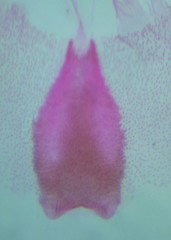 Eupithecia lariciata