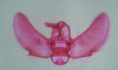 Eupithecia lariciata