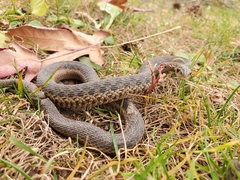 Thamnophis sirtalis sirtalis