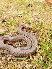 Thamnophis sirtalis sirtalis