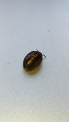 Glomeridae