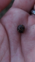 Glomeridae