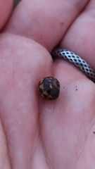 Glomeridae