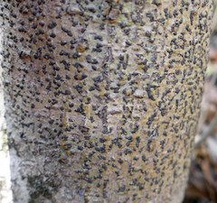 Bathelium carolinianum