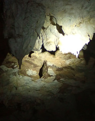 Hipposideros diadema