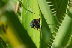 Heilipodus erythropus