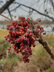 Rhus copallinum