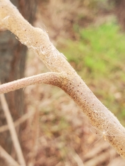 Rhus copallinum