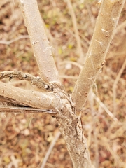 Rhus copallinum
