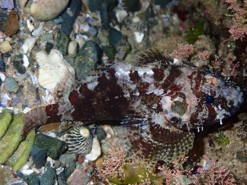 Guam Scorpionfish