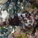 Guam Scorpionfish - Photo (c) Nick Lambert, some rights reserved (CC BY-NC-SA), uploaded by Nick Lambert