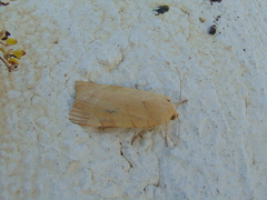 Noctua fimbriata