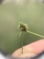 Cyperus hystricoides