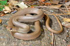 Eirenis modestus semimaculatus