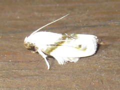 Antaeotricha ribbei