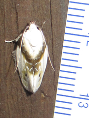 Antaeotricha ribbei