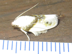 Antaeotricha ribbei