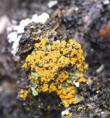 Caloplaca granularis