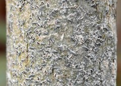 Phaeographis erumpens