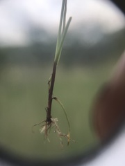 Cyperus hystricoides