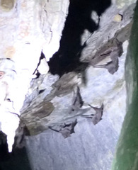 Taphozous troughtoni