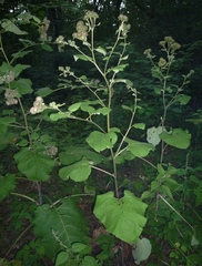 Arctium × ambiguum