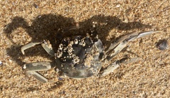 Cyrtograpsus angulatus