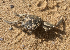 Cyrtograpsus angulatus