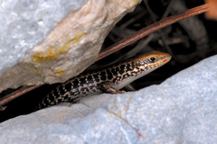Heremites auratus