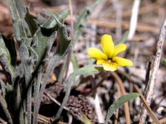Viola pinetorum grisea