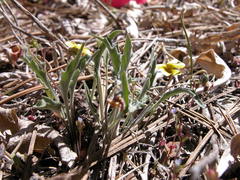 Viola pinetorum grisea