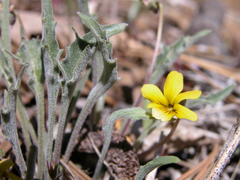 Viola pinetorum grisea