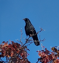 Corvus