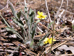 Viola pinetorum grisea