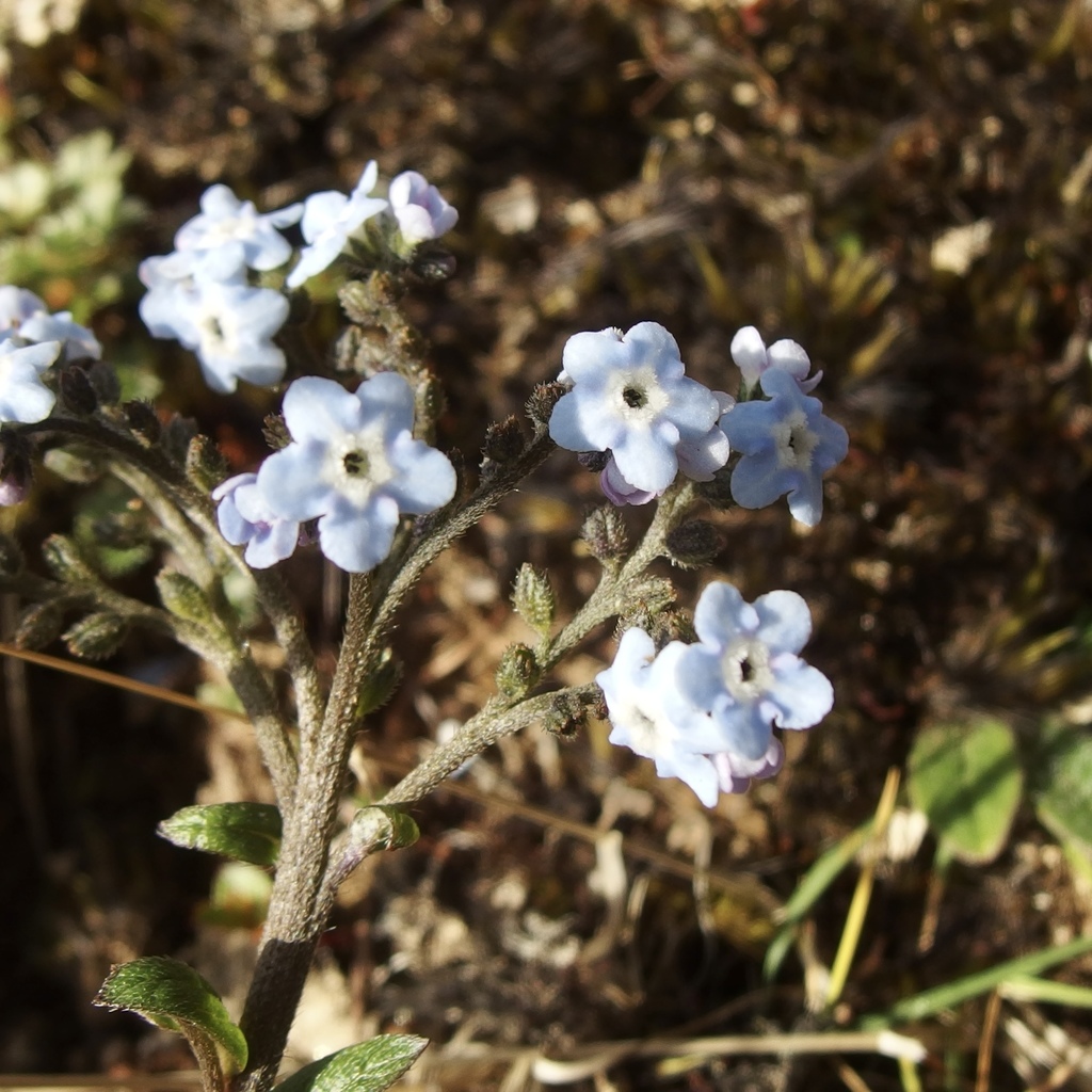 Moritziinae