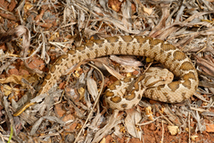 Montivipera xanthina