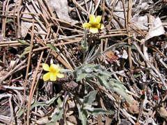 Viola pinetorum grisea