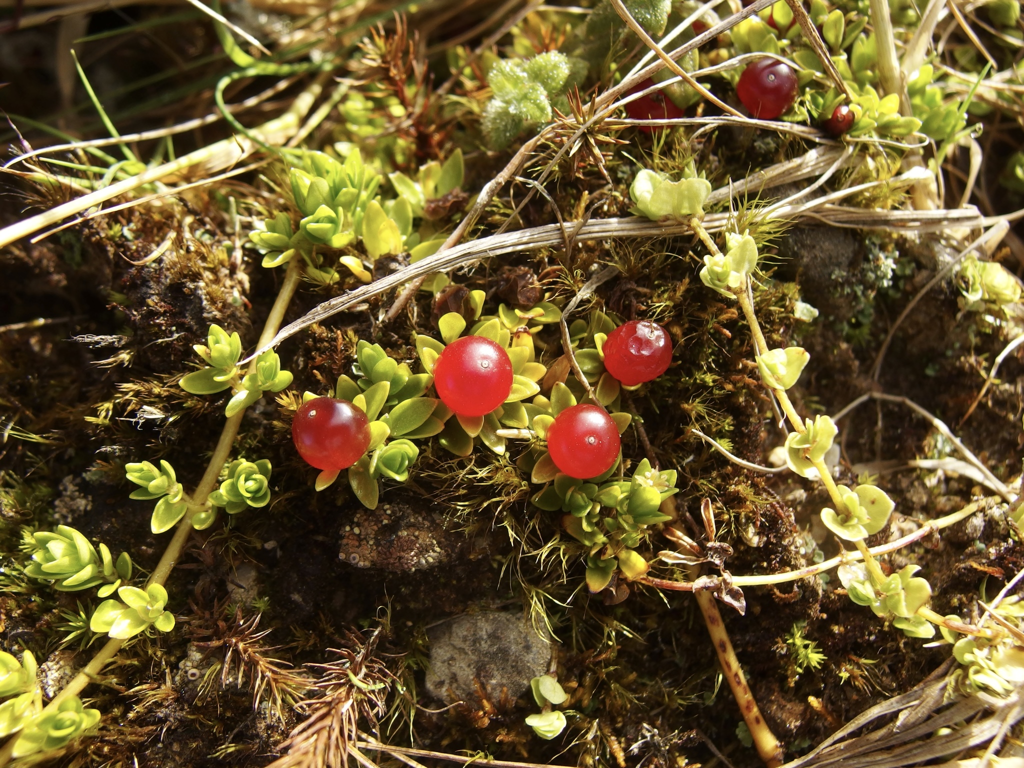 Nertera granadensis image