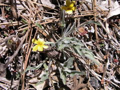 Viola pinetorum grisea