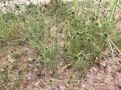Cyperus hystricoides