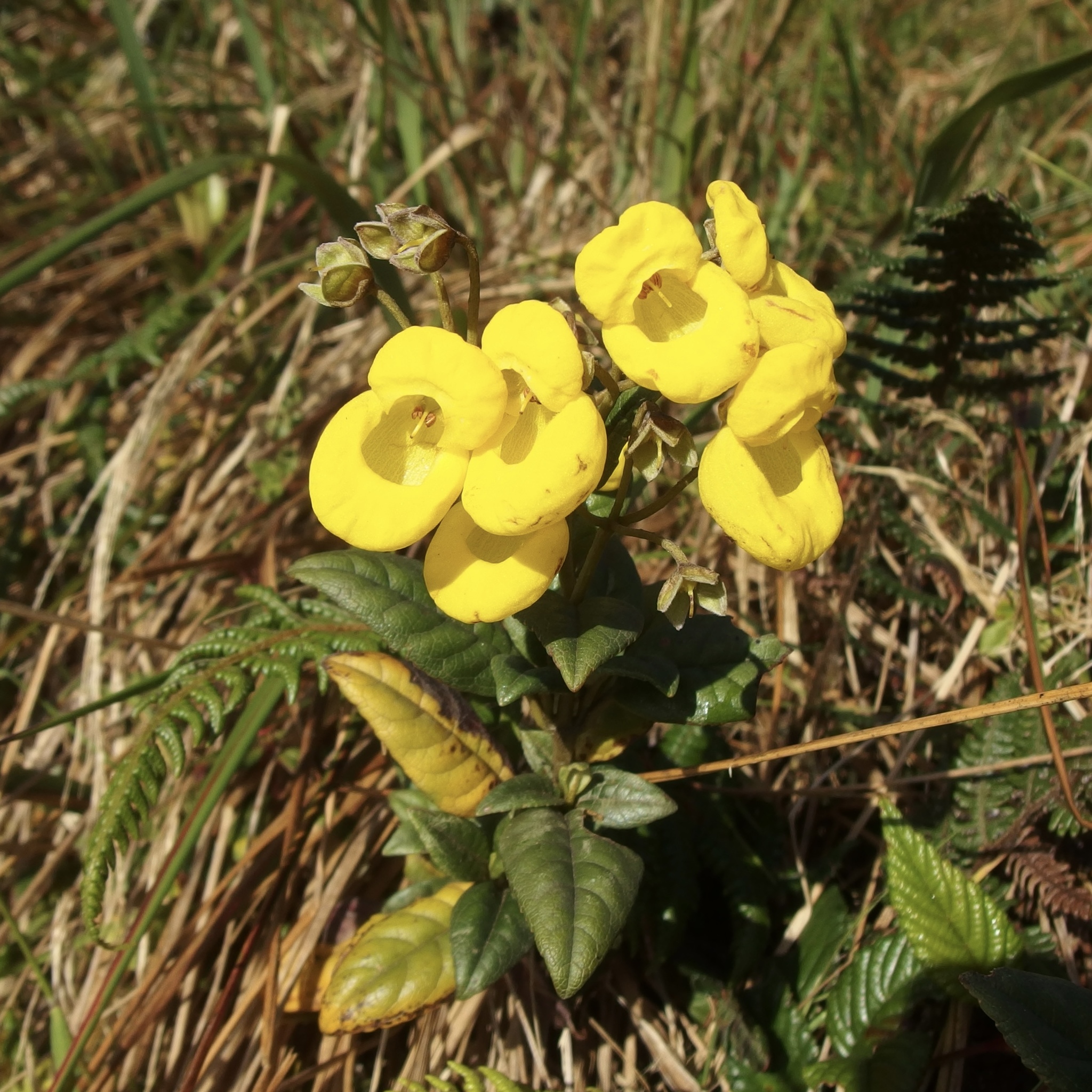 Calceolaria oxyphylla image